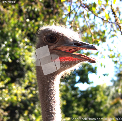 Image of Ostrich Face