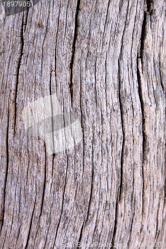 Image of Tree Trunk Background