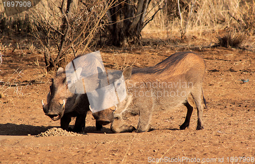 Image of Alert Warthogs Eating Pellets