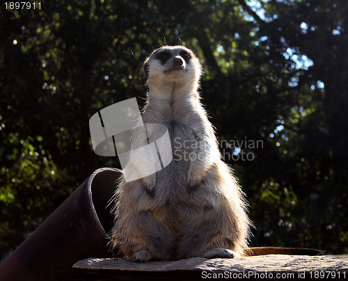 Image of Little Fat Meerkat Sitting 