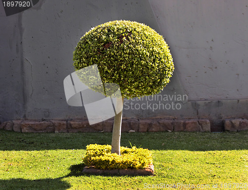 Image of Tree Ball Shape Art