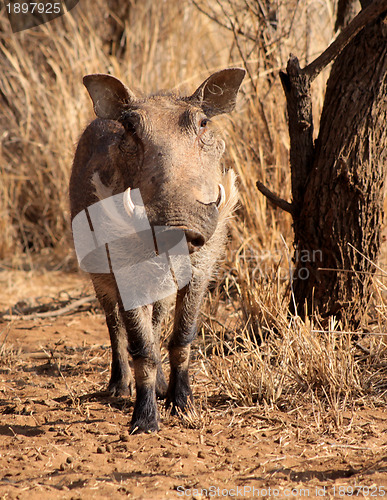 Image of Large Alert Warthog Male 