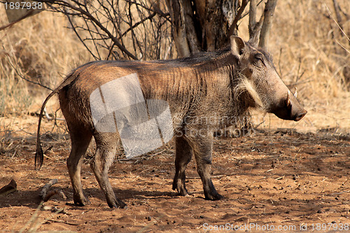 Image of Warthog Male Basking