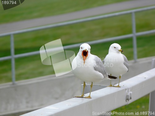 Image of Yawning seagull on fence.