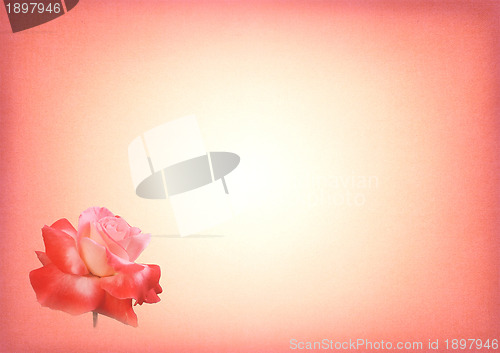 Image of Pink Rose Print Card