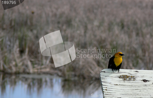 Image of Yellow-headed blackbird perched on sign, with water and grass in