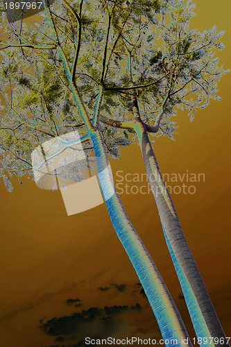 Image of Abstract Tall Tree Stem Branches and Leaves