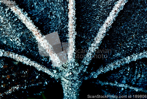 Image of A dark frosty leaf