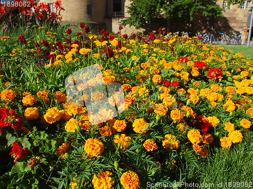 Image of Flowers