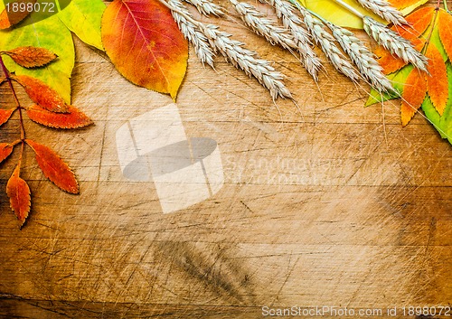 Image of autumn leaves