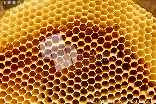Image of Honeycomb fragment