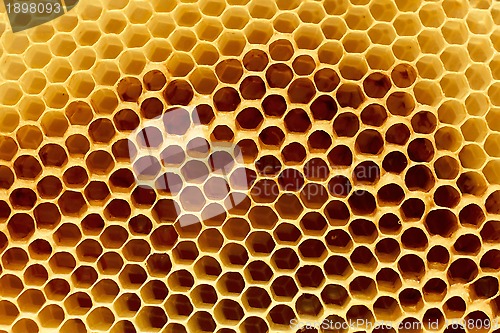 Image of Fragment of honeycomb