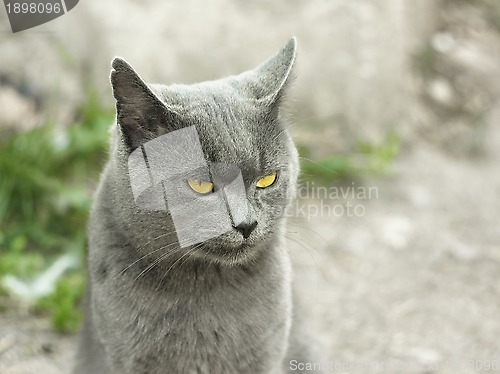 Image of Mature gray British cat outdoors