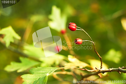 Image of Red hawthorn berries