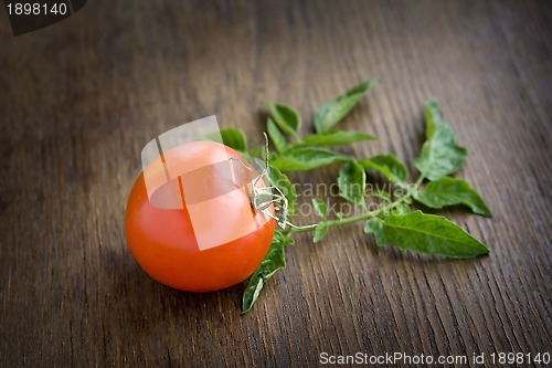 Image of Tomato