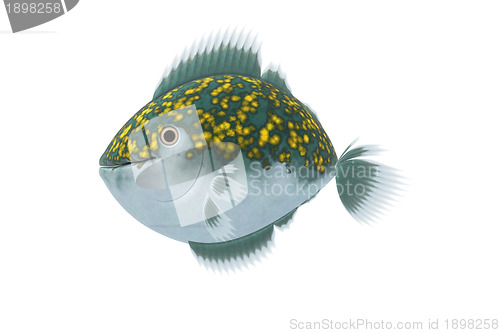 Image of fish graphic