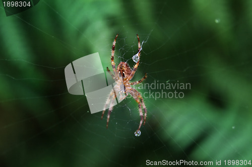 Image of spider