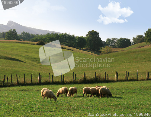 Image of sheep in a meadow