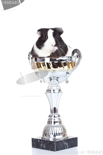 Image of guinea pig sitting in a cup