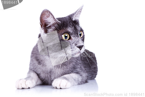 Image of gray cat lying on a white background