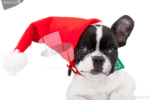 Image of  cute french bulldog wearing a santa cap