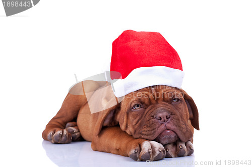 Image of sleepy santa puppy