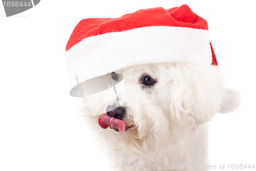 Image of bichon frise is wearing a santa claus hat