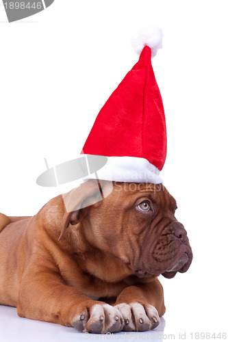 Image of dogue de bordeaux puppy with a santa cap
