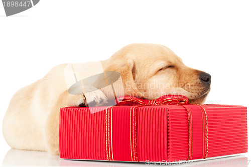 Image of sleeping labrador puppy on a gift