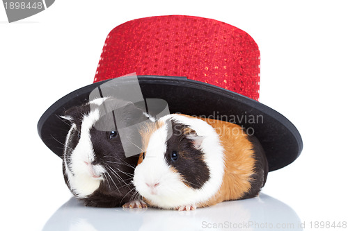 Image of Two  guinea pigs  with a magician hat 