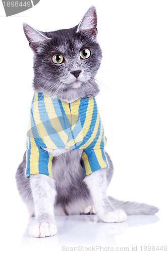Image of adorable cat wearing clothes