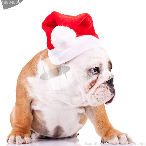 Image of curious little santa puppy