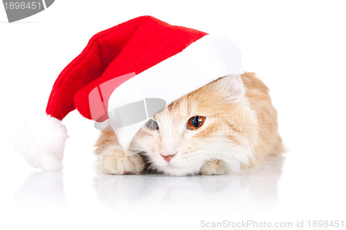 Image of cute cat wearing a santa hat