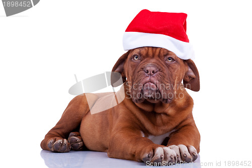 Image of  puppy with a santa cap