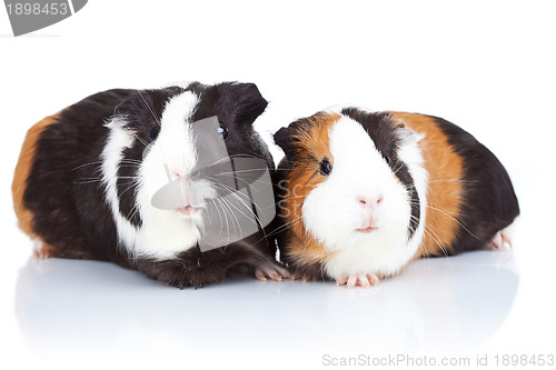 Image of two cute guinea pigs