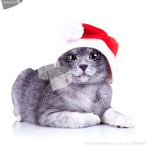 Image of suspicious little santa cat