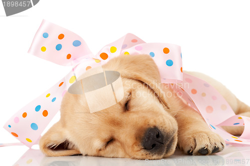 Image of  labrador puppy wrapped in a pink ribbon