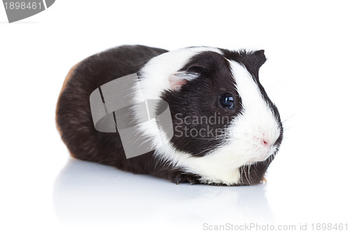 Image of cute guinea pig