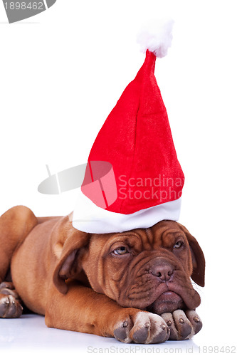 Image of santa puppy looking a little tired