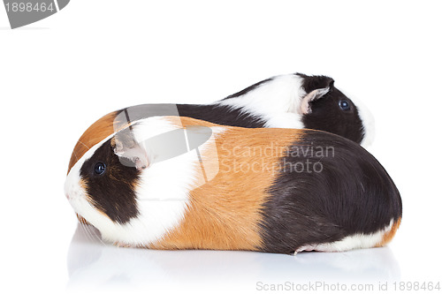 Image of Two cute guinea pigs