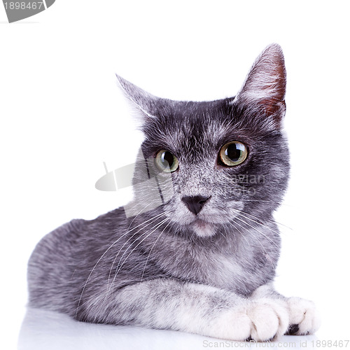 Image of  cute gray cat