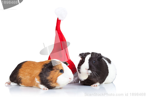 Image of guinea pigs and a christmas hat