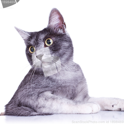 Image of cut out image of an adorable grey cat