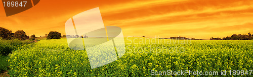 Image of Canola Sunset Panoramic