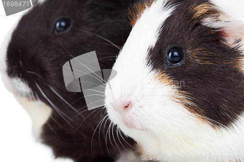 Image of two cute guinea pigs isolated