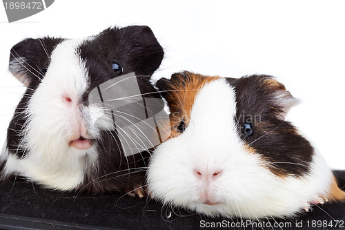 Image of  two cute guinea pigs 