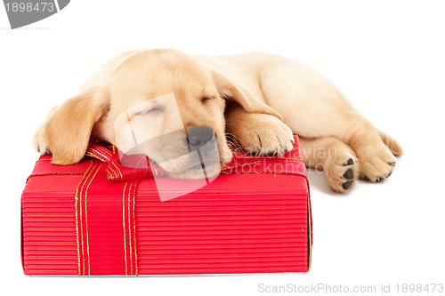 Image of labrador puppy sleeping on a present