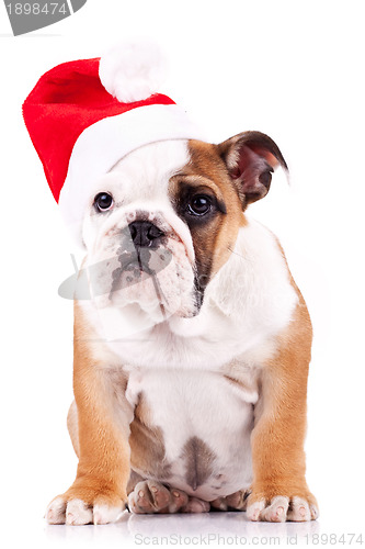 Image of santa english bulldog puppy sitting 