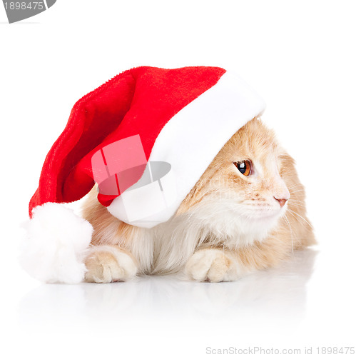 Image of cat wearing a santa hat and looking to a side