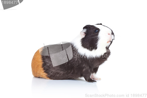 Image of Black and white guinea pig
